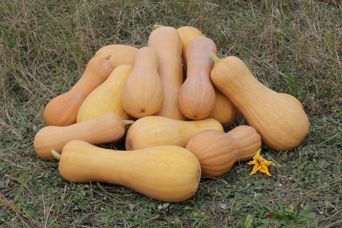 Photo: George Chernilevsky · Public domain · via Wikimedia Commons butternut squash (Cucurbita moschata), photograph