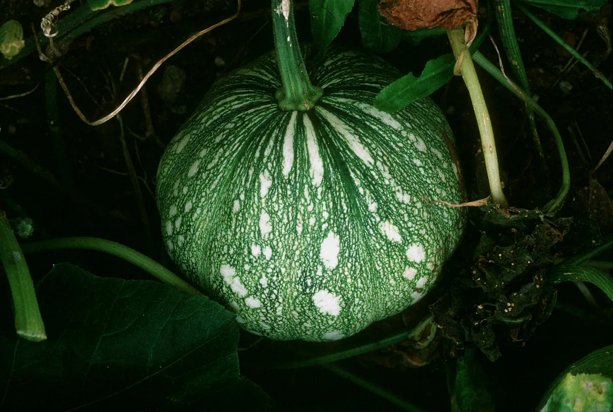 Butternut Squash (Cucurbita moschata), photograph