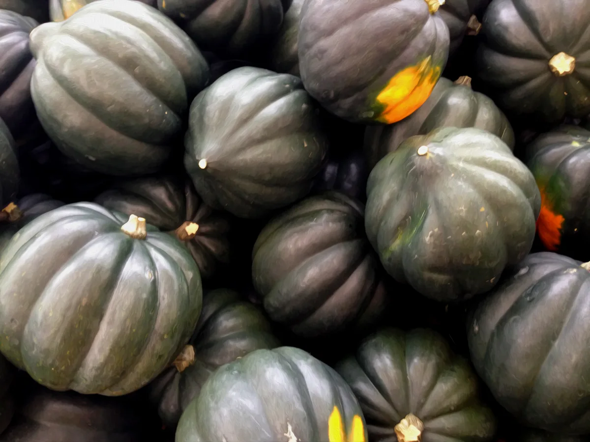 Photo: Christopher Sessums, CC BY-SA 2.0, via Wikimedia Commons · CC BY-SA 2.0 · via Wikimedia Commons Acorn Squash (Cucurbita pepo), photograph