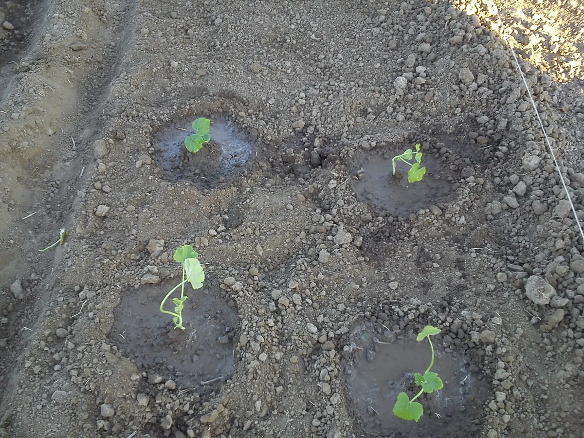 patty pan squash (Cucurbita pepo Scallop Group), photograph