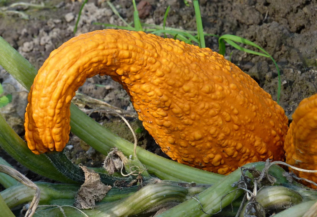 crookneck squash (Cucurbita pepo Crookneck Group), photograph