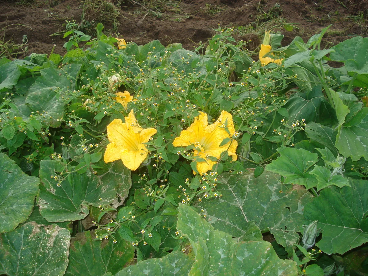 Delicata Squash (Cucurbita pepo Delicata Group), photograph