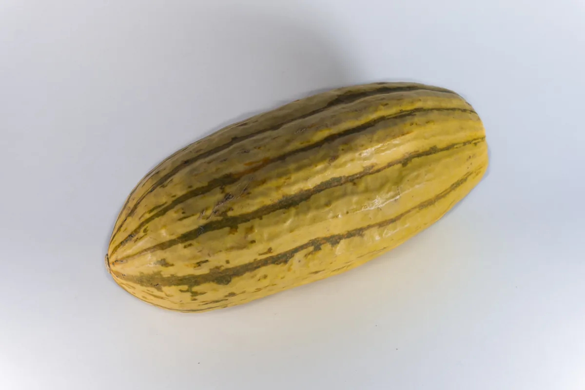 delicata squash (Cucurbita pepo Delicata Group), photograph