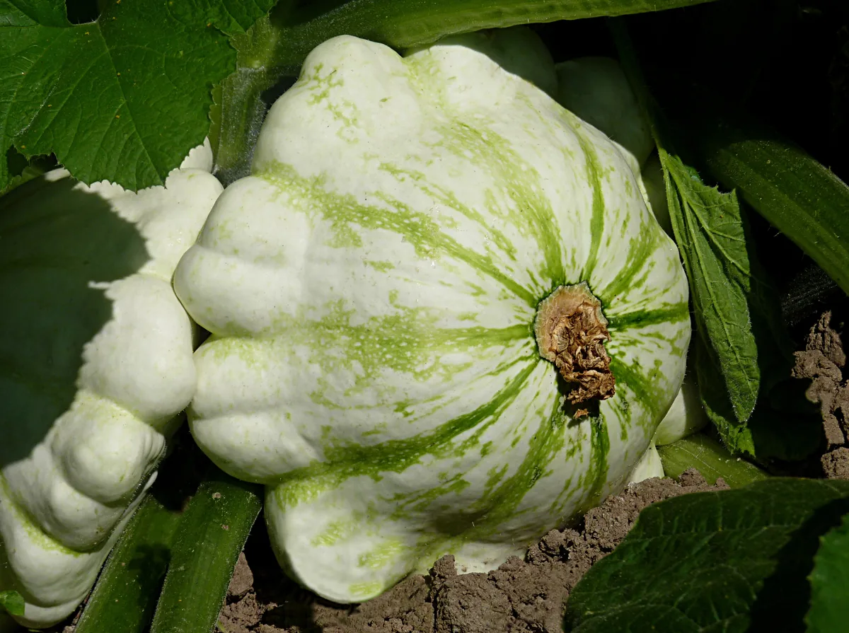 Photo: Jamain, via Wikimedia Commons · CC BY-SA 3.0 · via Wikimedia Commons patty pan squash (Cucurbita pepo Scallop Group), photograph