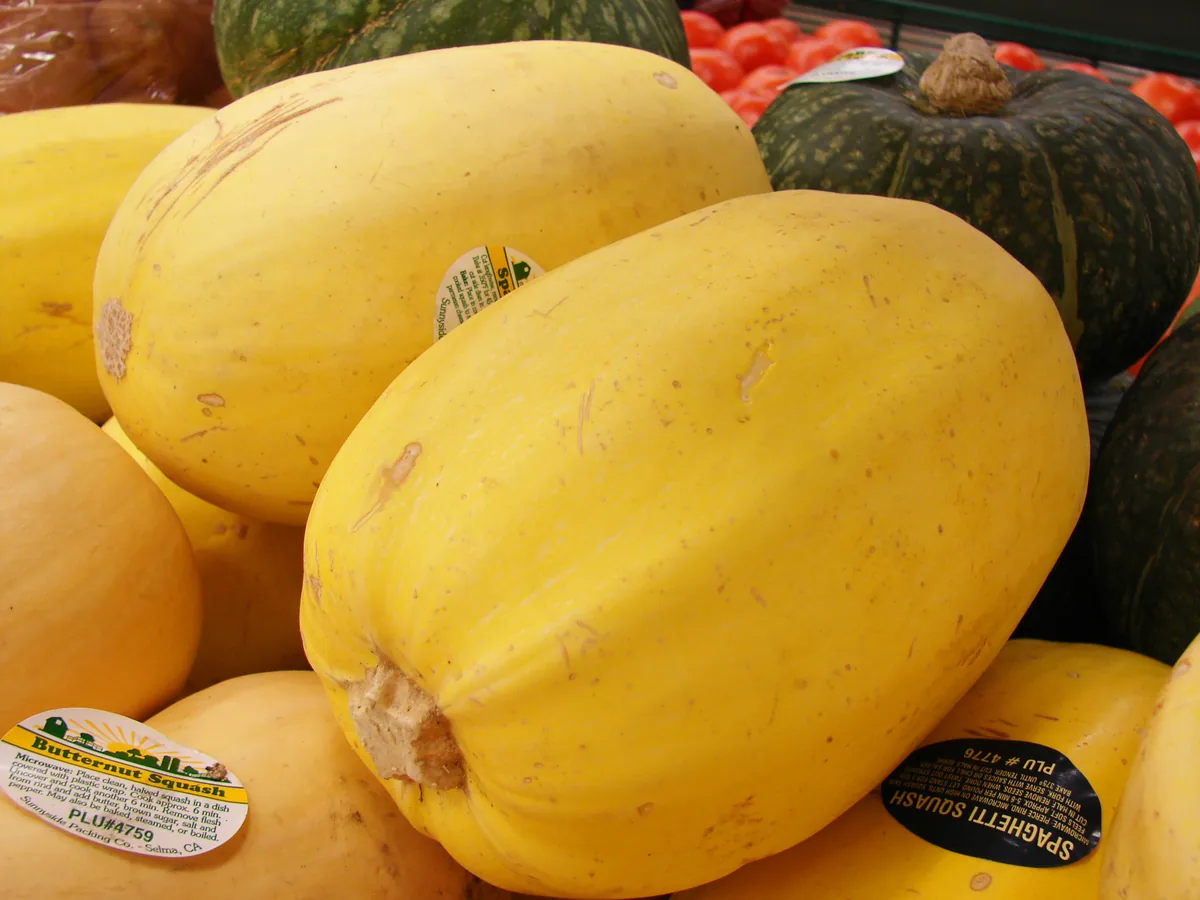 Photo: Forest & Kim Starr, CC BY 3.0, via Wikimedia Commons · CC BY 3.0 · via Wikimedia Commons Spaghetti Squash (Cucurbita pepo), photograph