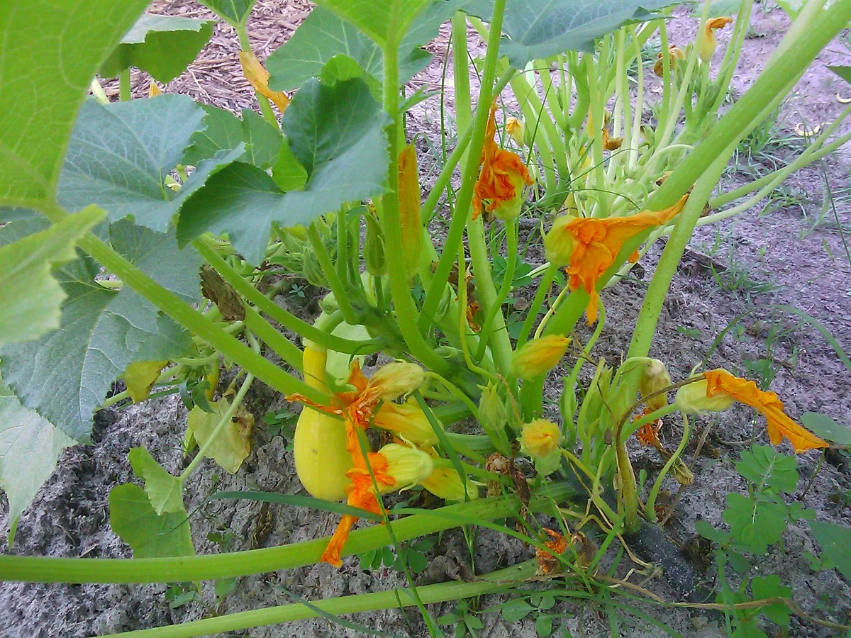 Yellow Squash (Cucurbita pepo), photograph
