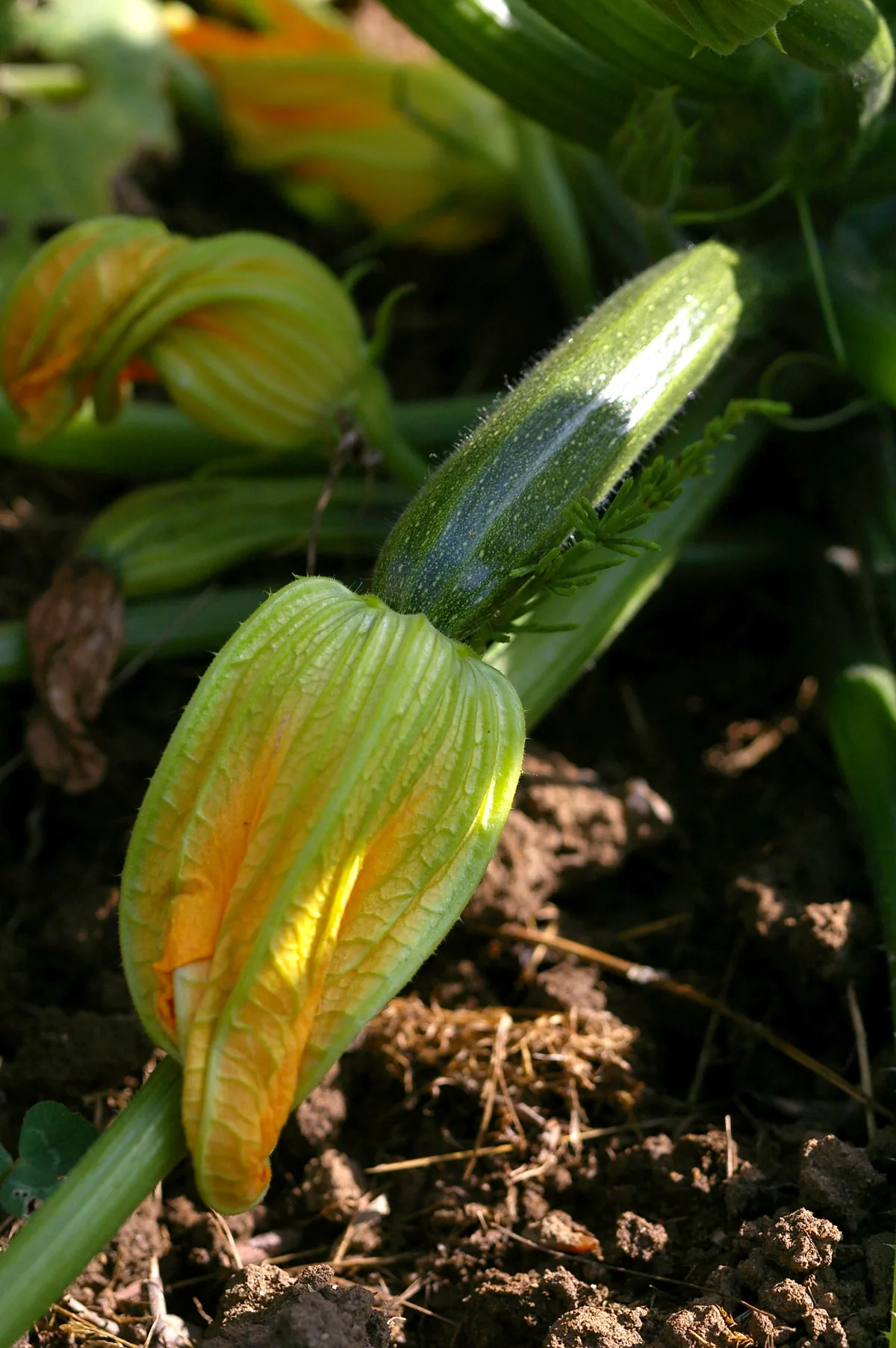 Zucchini, photograph