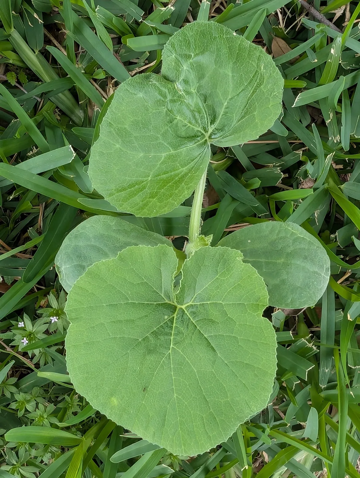 pumpkin (Cucurbita pepo), photograph