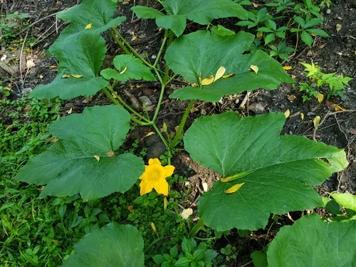 pumpkin (Cucurbita pepo), photograph