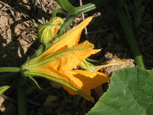 pumpkin (Cucurbita pepo), photograph