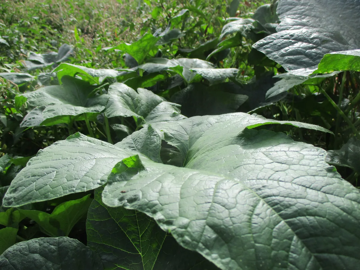 Crookneck Squash (Cucurbita pepo Crookneck Group), photograph