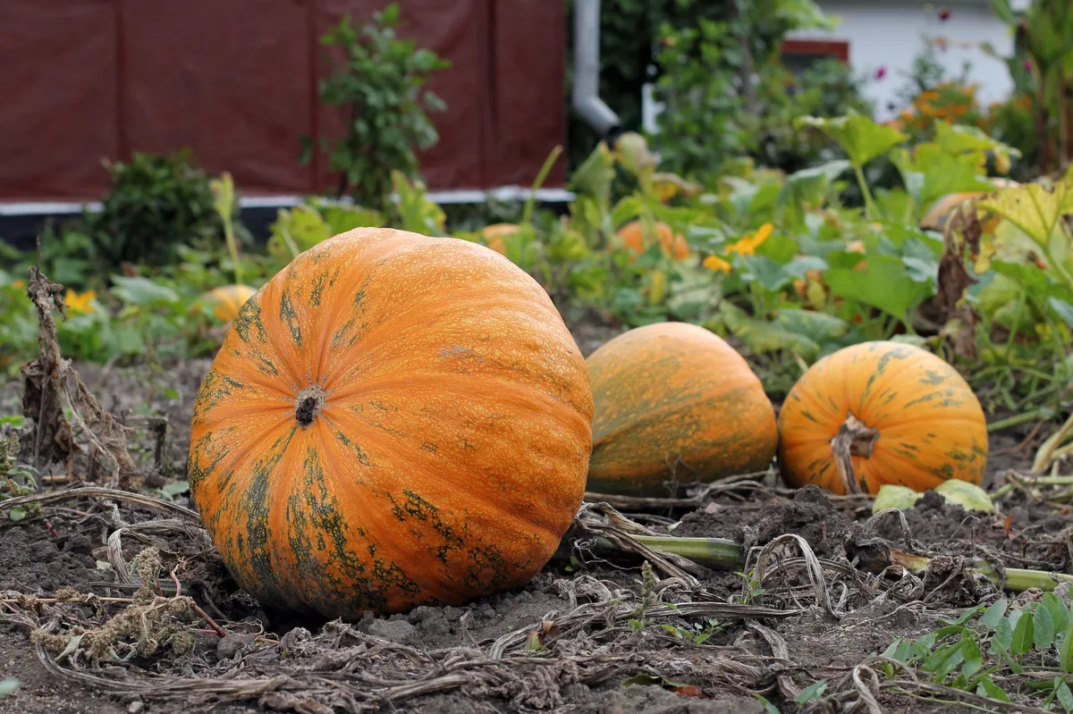 Pumpkin, photograph
