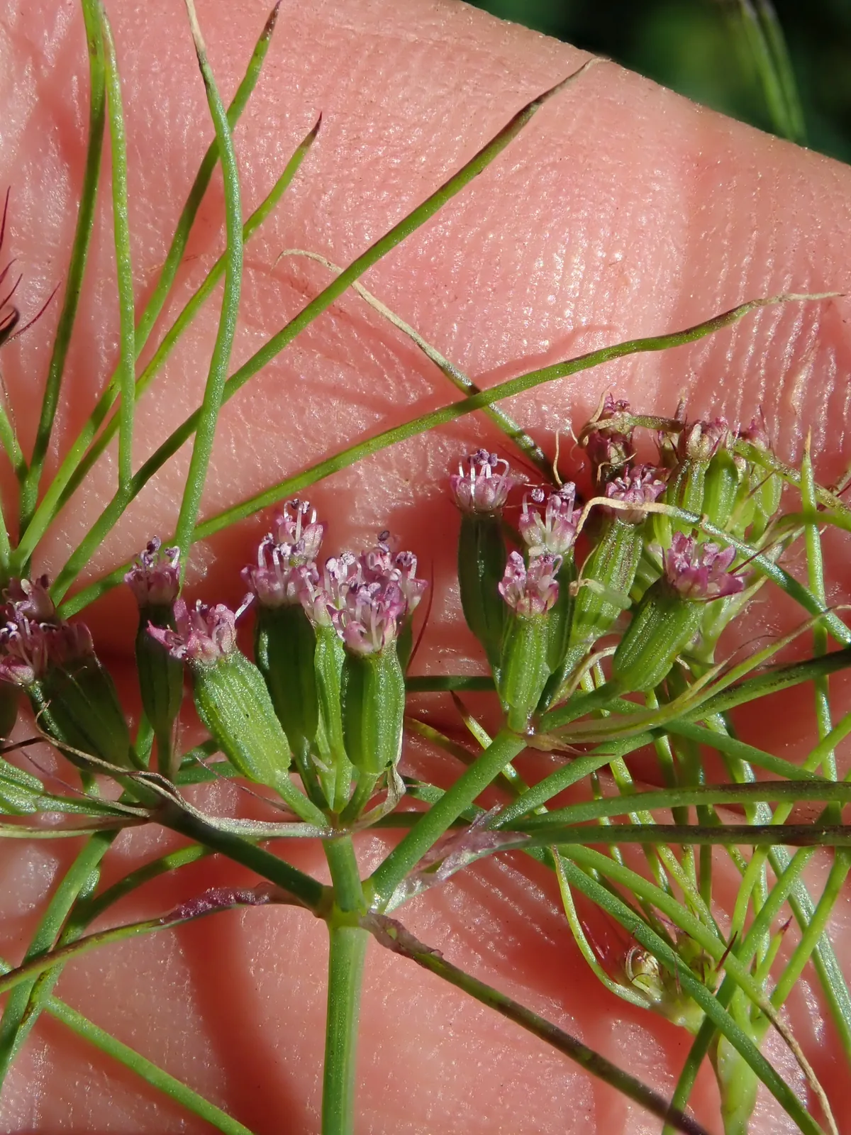 cumin (Cuminum cyminum), photograph