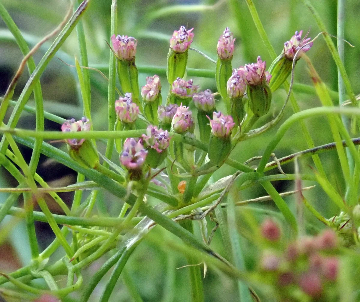 cumin (Cuminum cyminum), photograph