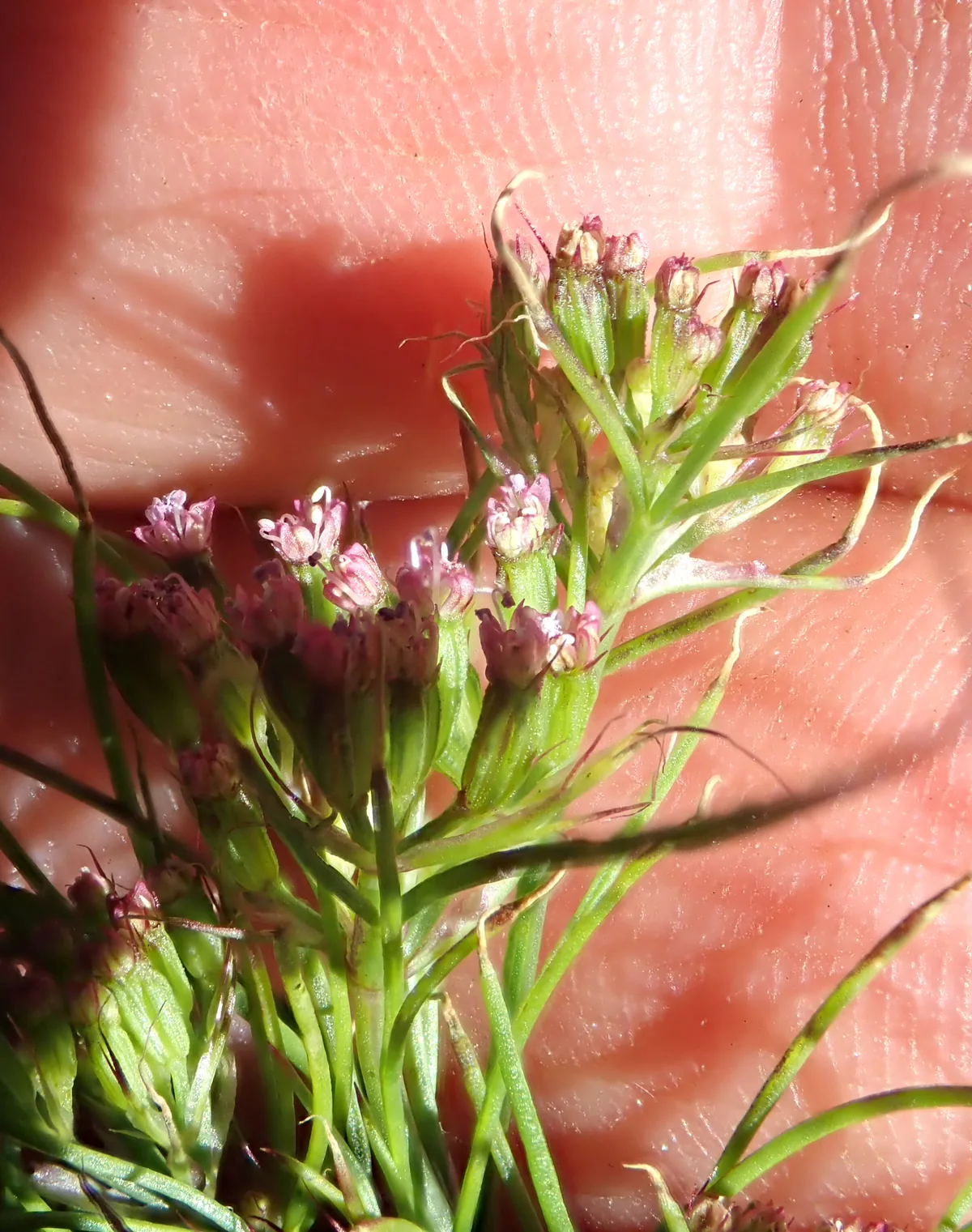 cumin (Cuminum cyminum), photograph