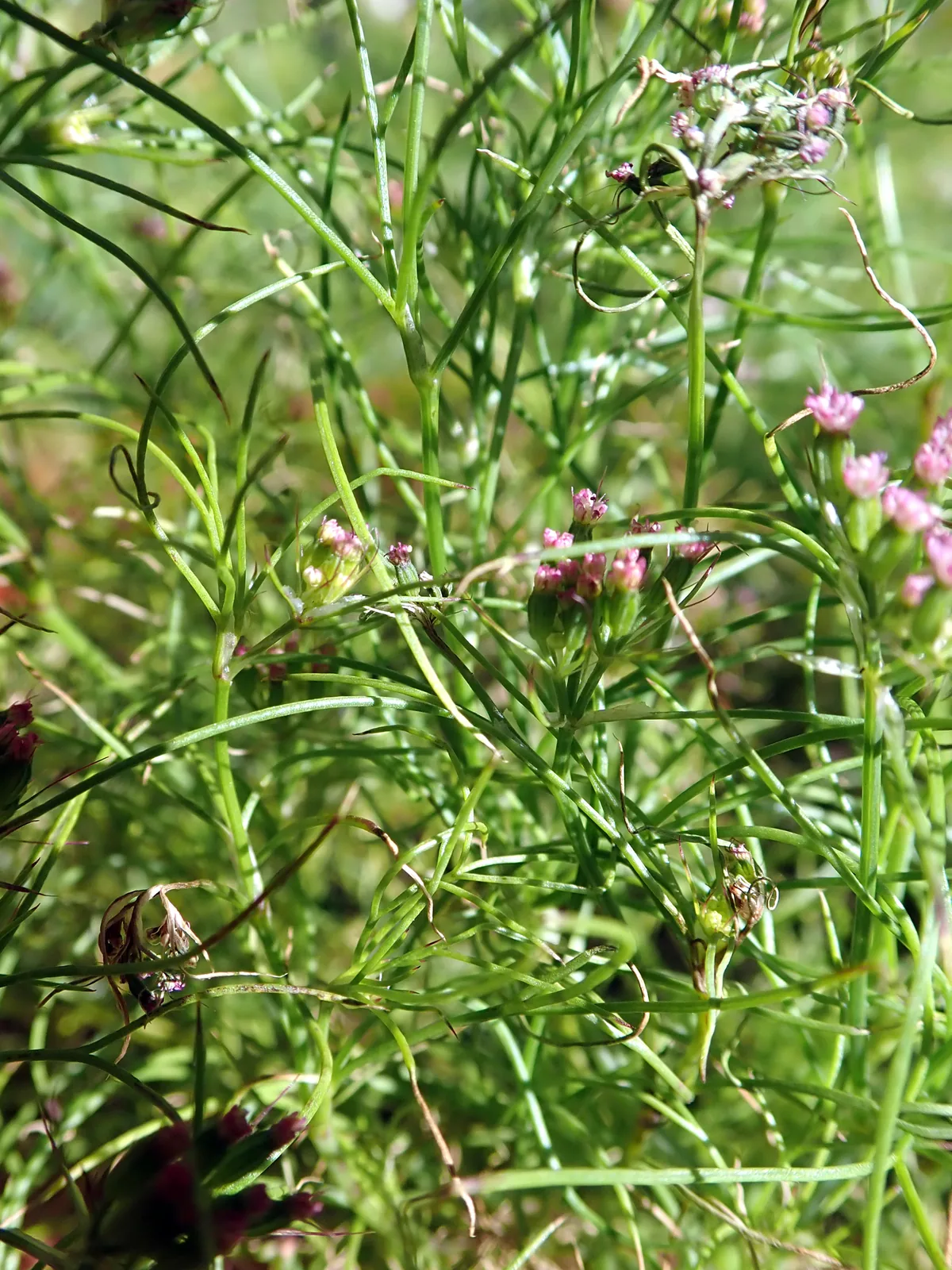 Photo: Peter de Lange, via iNaturalist · CC0 · via GBIF cumin (Cuminum cyminum), photograph