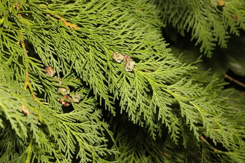 Photo: no rights reserved · CC0 · via iNaturalist Leyland cypress (Cupressus × leylandii), photograph