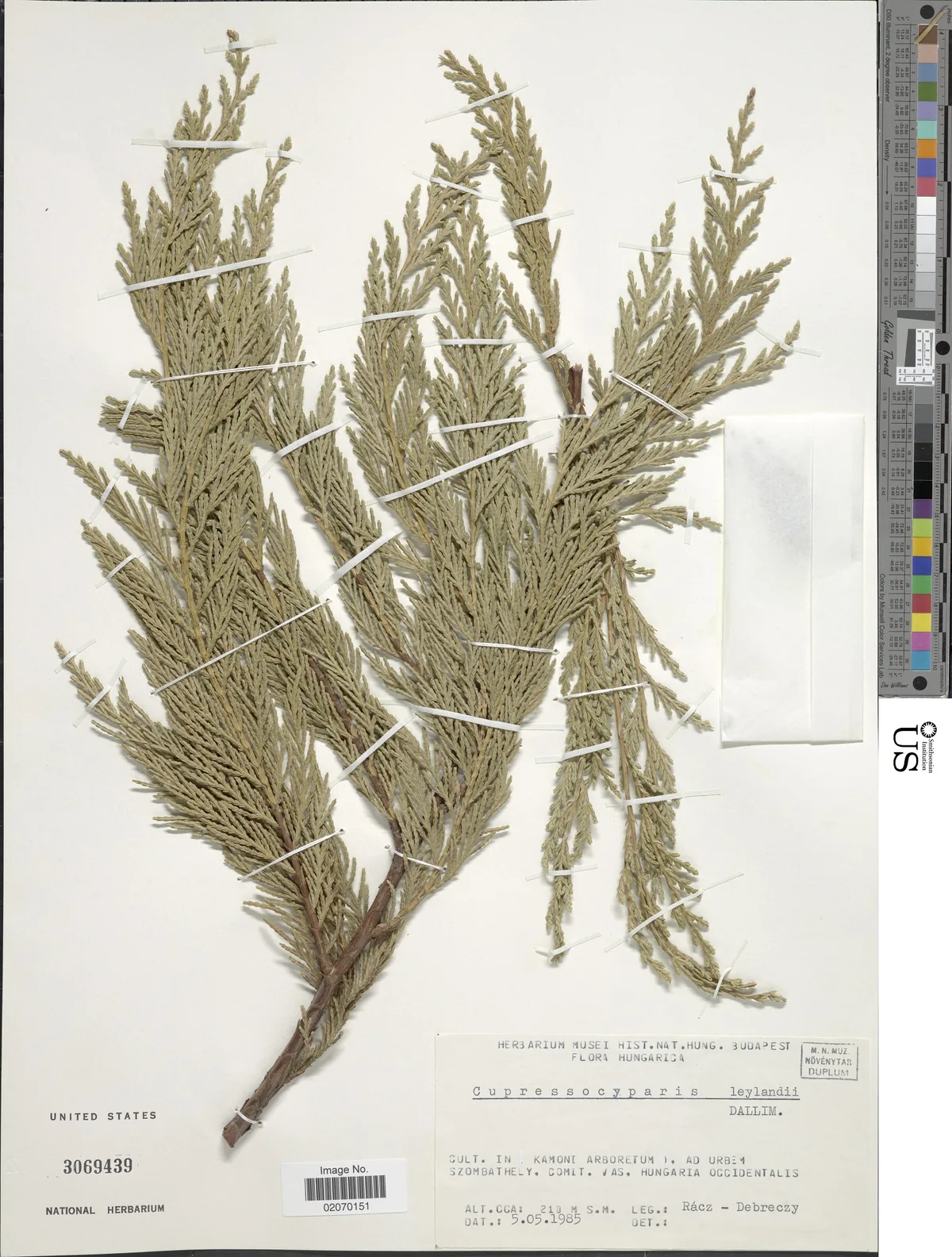 Leyland cypress (Cupressus × leylandii), photograph