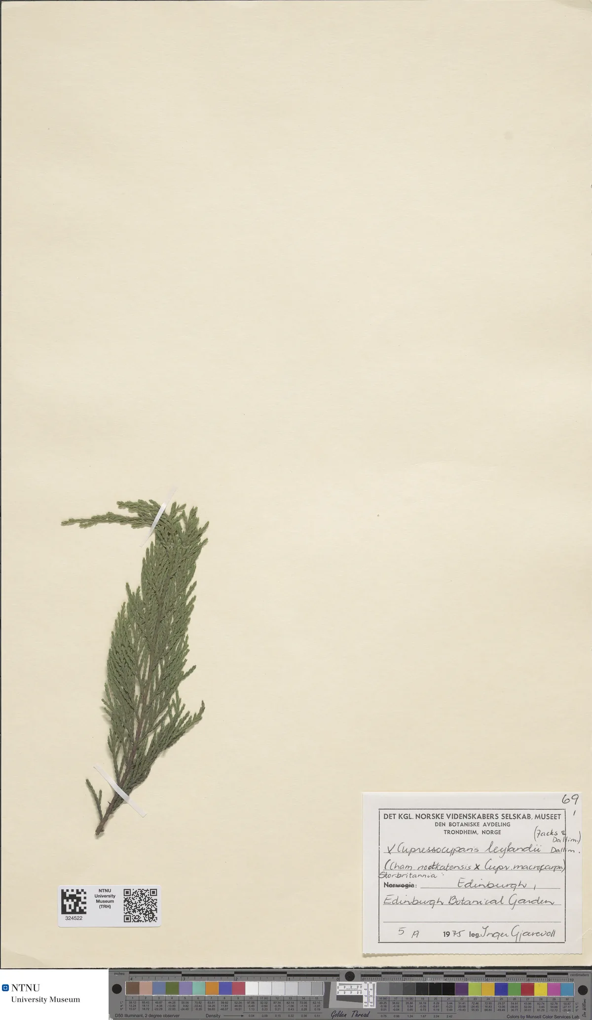 Leyland cypress (Cupressus × leylandii), photograph