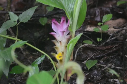 turmeric (Curcuma longa), photograph