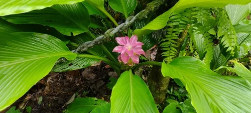 turmeric (Curcuma longa), photograph