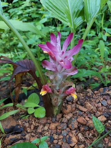 turmeric (Curcuma longa), photograph