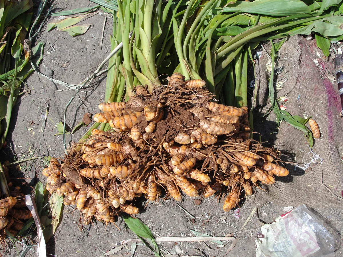 Photo: Thamizhpparithi Maari · CC BY-SA 3.0 · via Wikimedia Commons turmeric (Curcuma longa), photograph