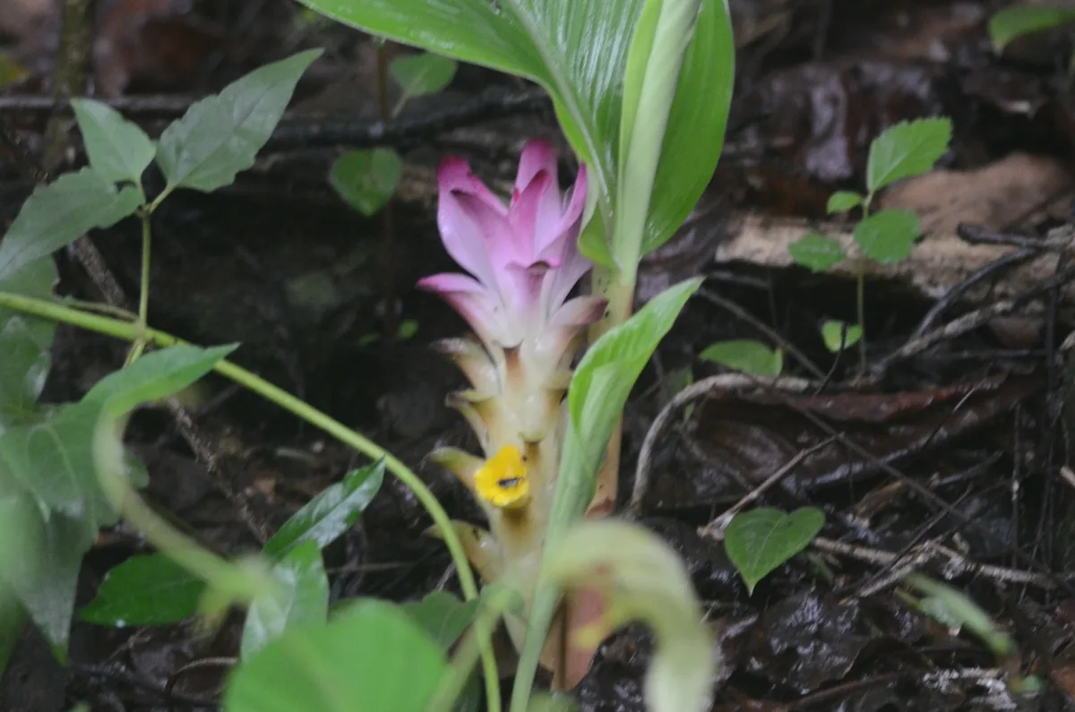 turmeric (Curcuma longa), photograph