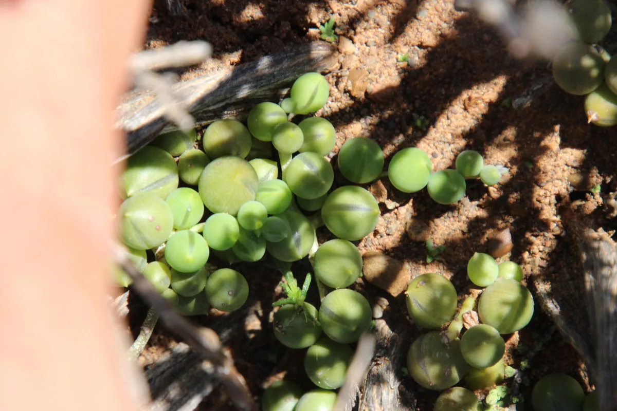 Photo: Tony Rebelo, via iNaturalist · CC BY-SA · via GBIF string of pearls (Curio rowleyanus), photograph