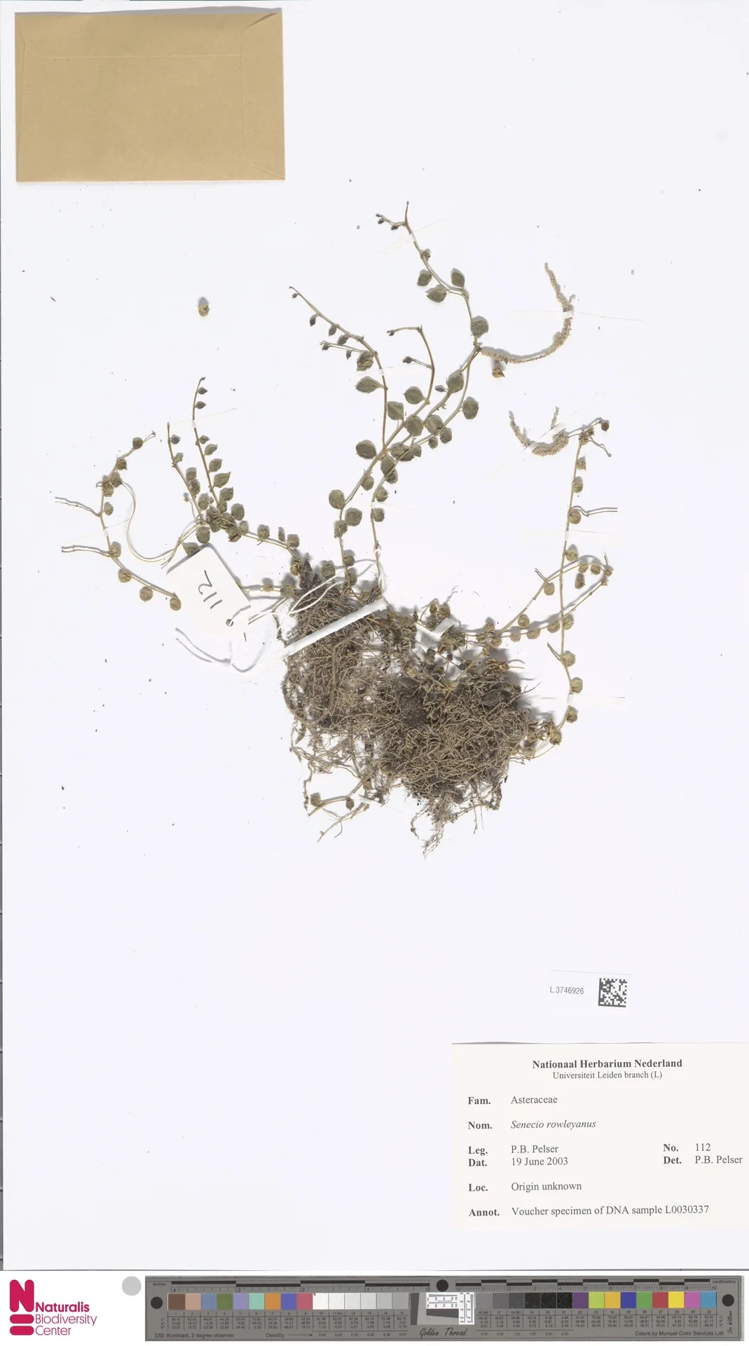 string of pearls (Curio rowleyanus), photograph