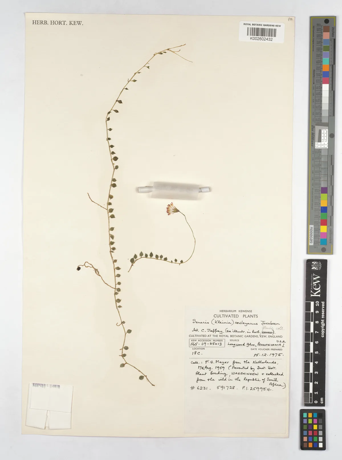 string of pearls (Curio rowleyanus), photograph