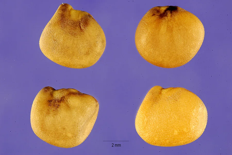Guar Bean (Cyamopsis tetragonoloba), photograph