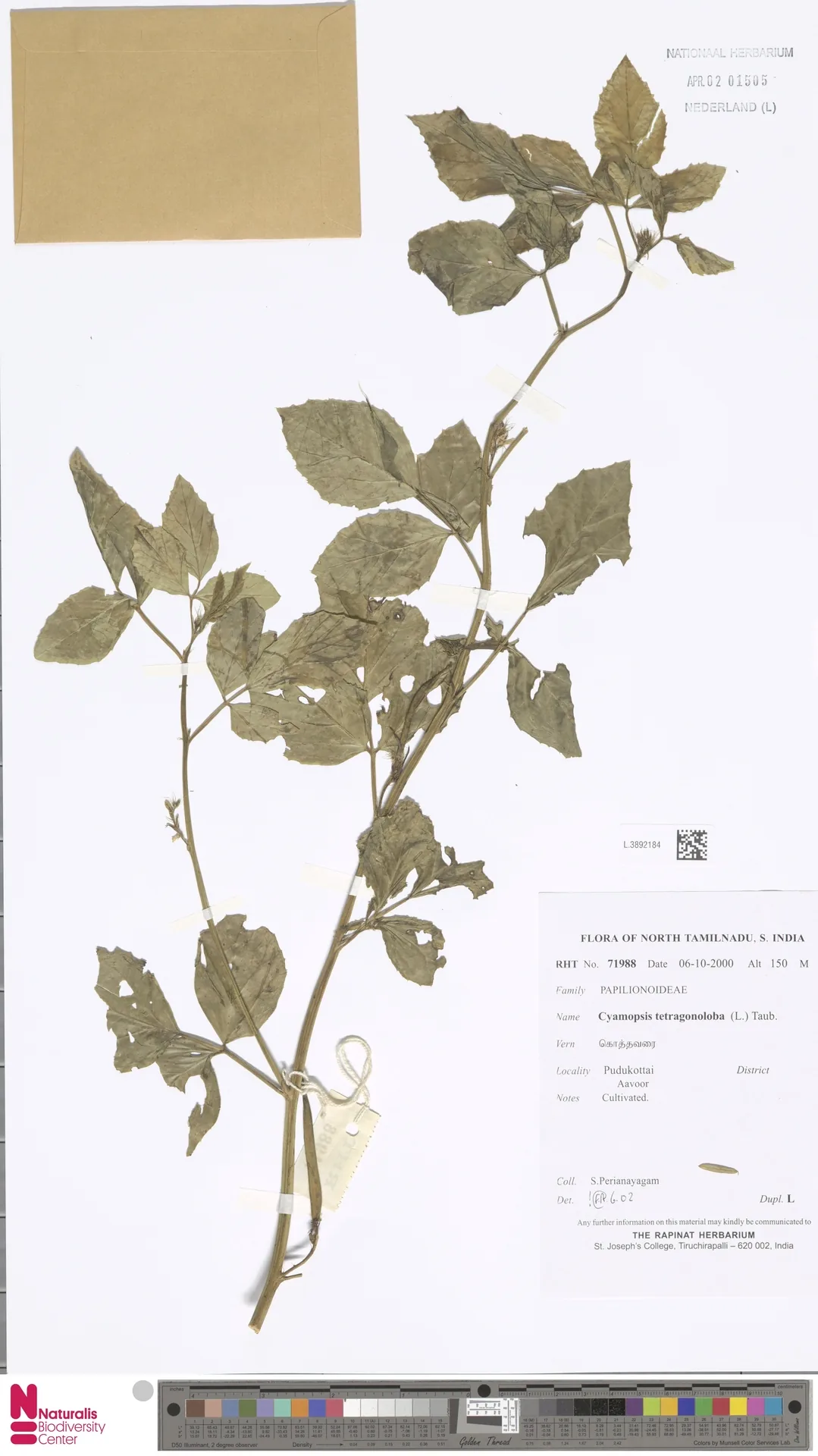 Photo: Naturalis Biodiversity Center · CC0 · via GBIF Guar Bean (Cyamopsis tetragonoloba), photograph
