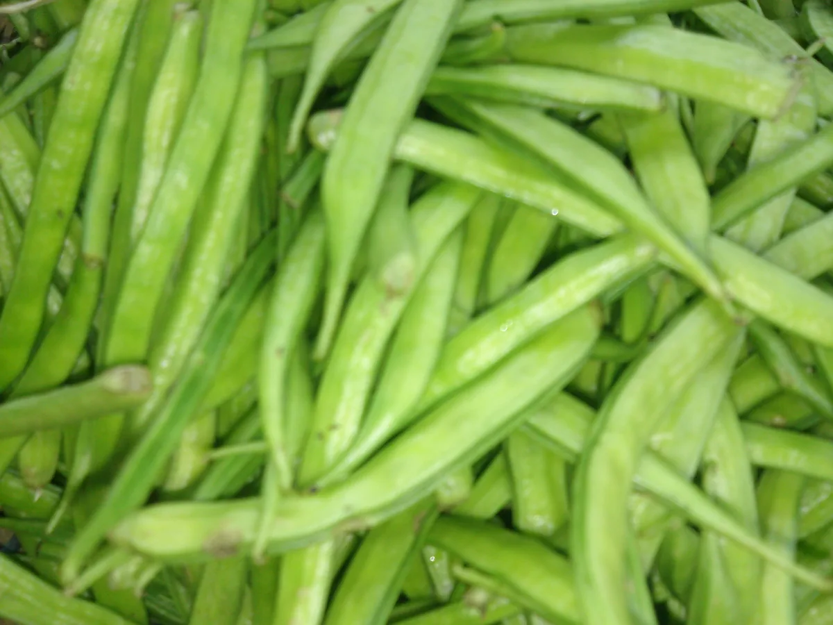 Photo: Thamizhpparithi Maari, via Wikimedia Commons · CC BY-SA 3.0 · via Wikimedia Commons guar bean (Cyamopsis tetragonoloba), photograph