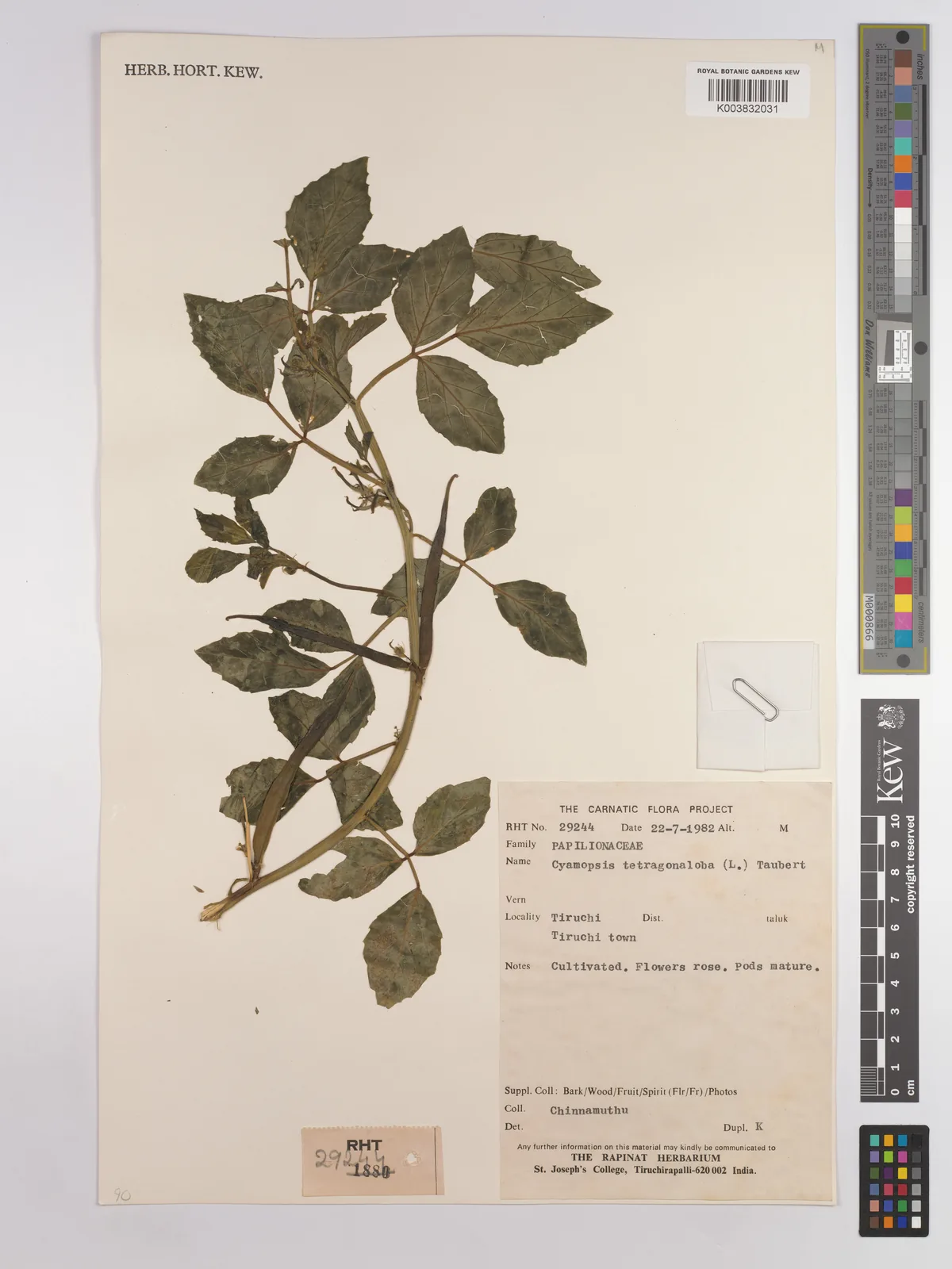 Guar Bean (Cyamopsis tetragonoloba), photograph