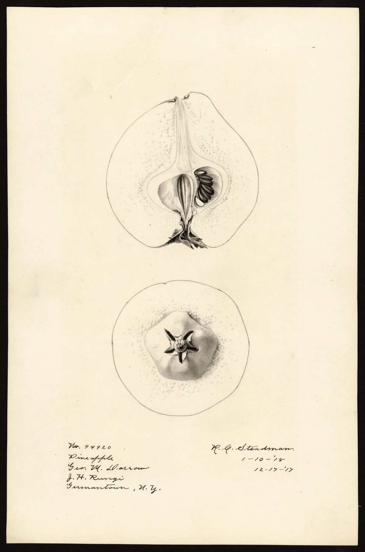 quince (Cydonia oblonga), botanical illustration