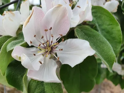 quince (Cydonia oblonga), photograph