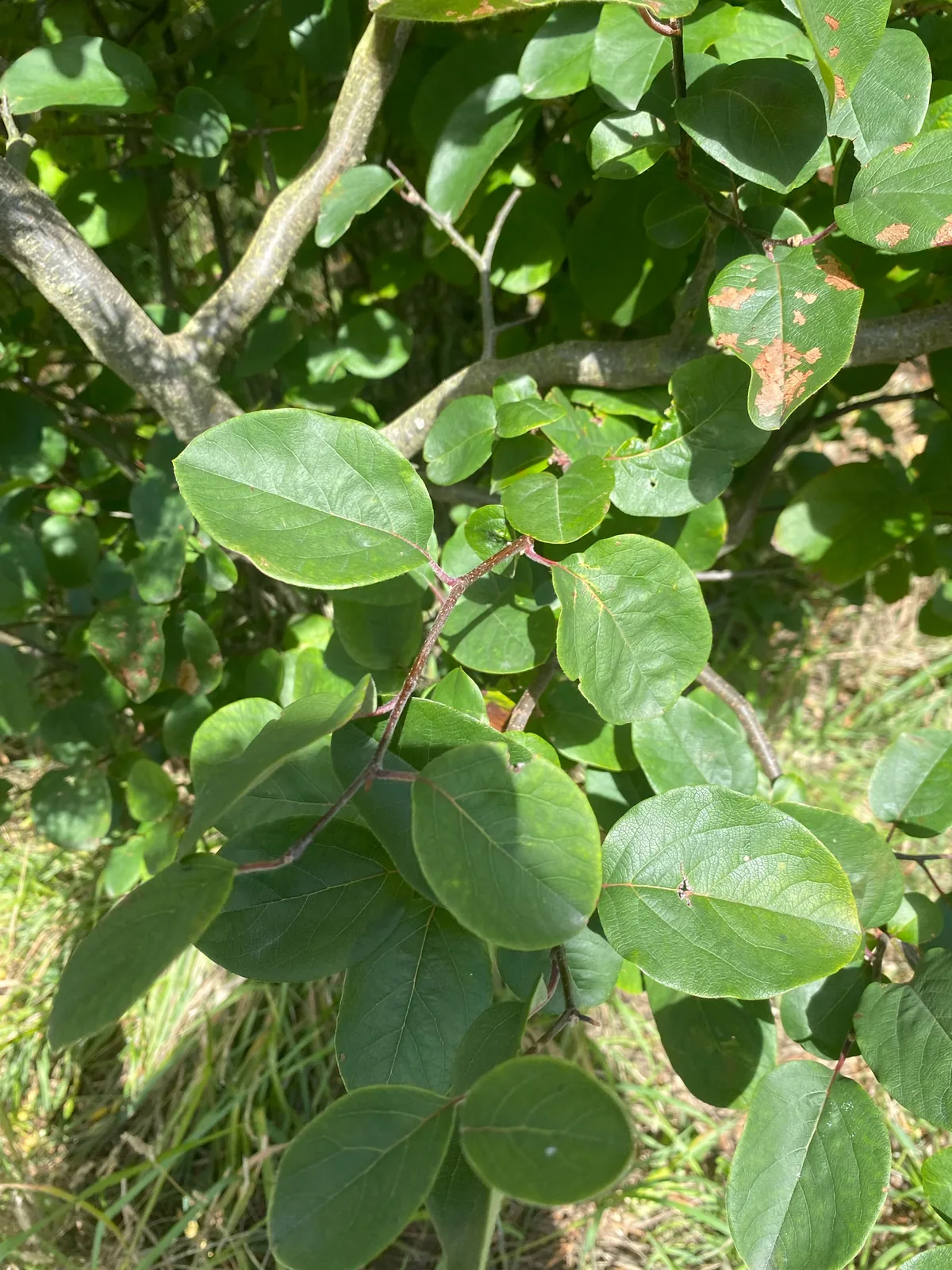 quince (Cydonia oblonga), photograph