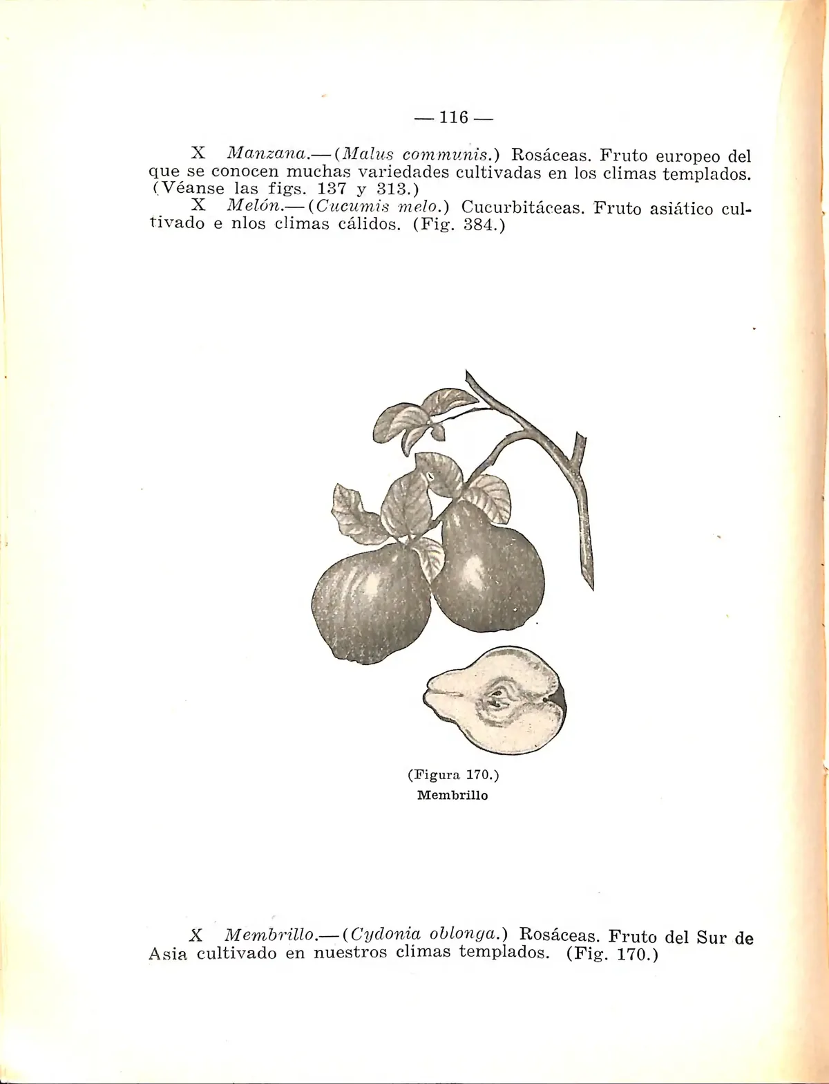 quince (Cydonia oblonga), botanical illustration