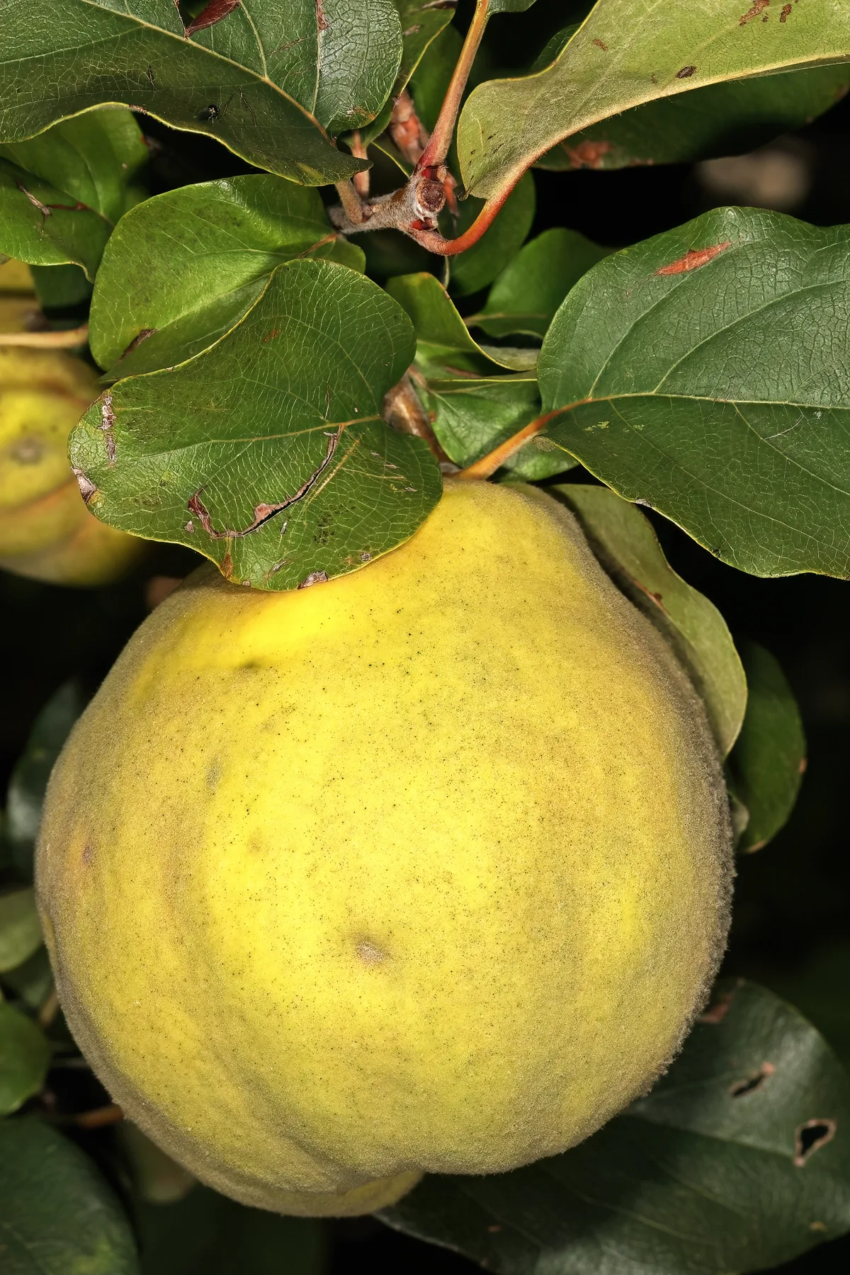 Photo: SAplants · CC BY-SA 4.0 · via Wikimedia Commons quince (Cydonia oblonga), photograph