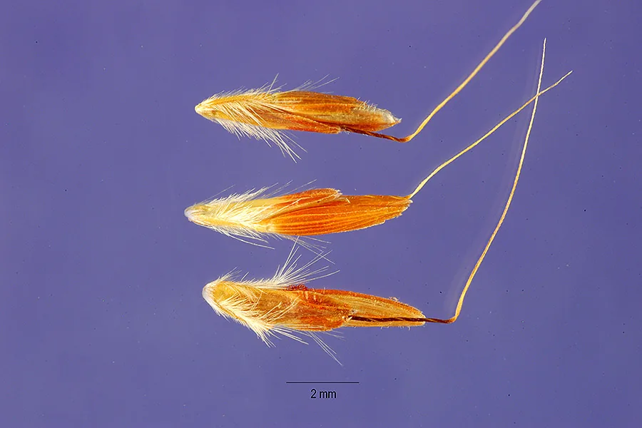 Lemongrass (Cymbopogon citratus), photograph