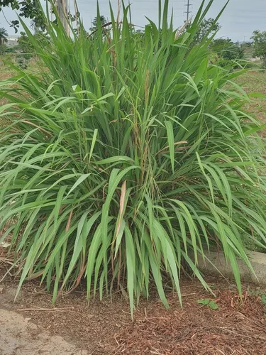Photo: (c) Agnes, some rights reserved · CC BY · via iNaturalist lemongrass (Cymbopogon citratus), photograph