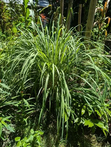 Photo: (c) Sagnik Dutta Roy, some rights reserved (CC BY) · cc-by · via iNaturalist Lemongrass (Cymbopogon citratus), photograph