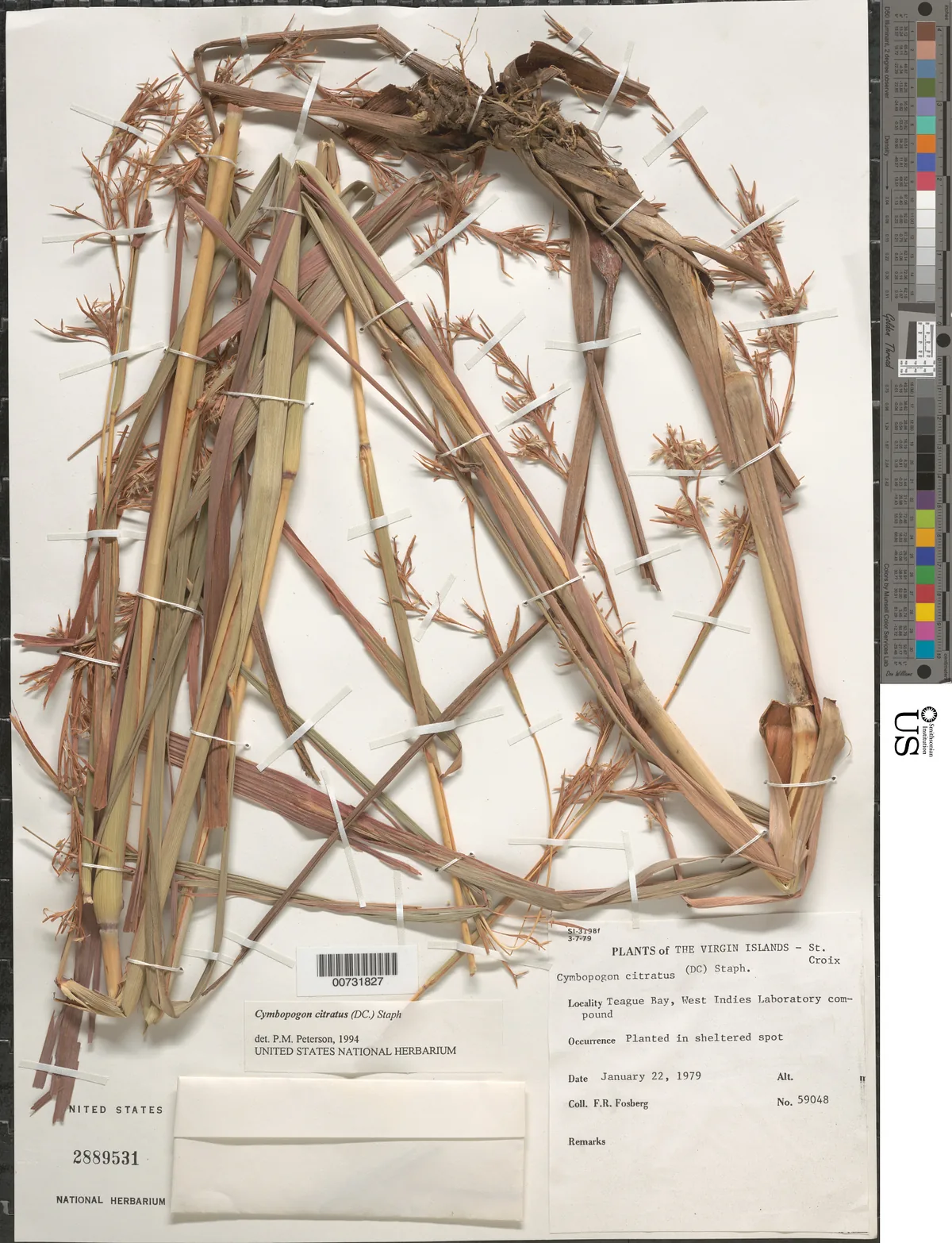 Lemongrass (Cymbopogon citratus), photograph