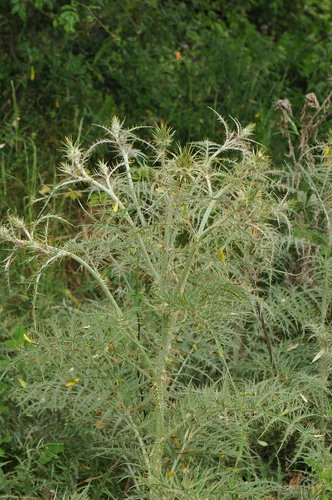 artichoke (Cynara cardunculus var. scolymus), photograph