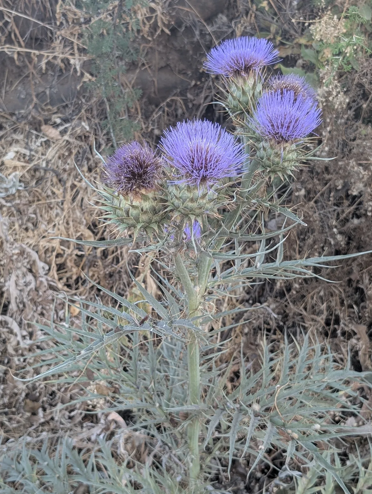 artichoke (Cynara cardunculus var. scolymus), photograph
