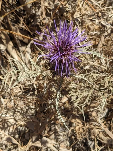 Photo: (c) Dan Wrench, some rights reserved (CC BY) · cc-by · via iNaturalist artichoke (Cynara cardunculus var. scolymus), photograph