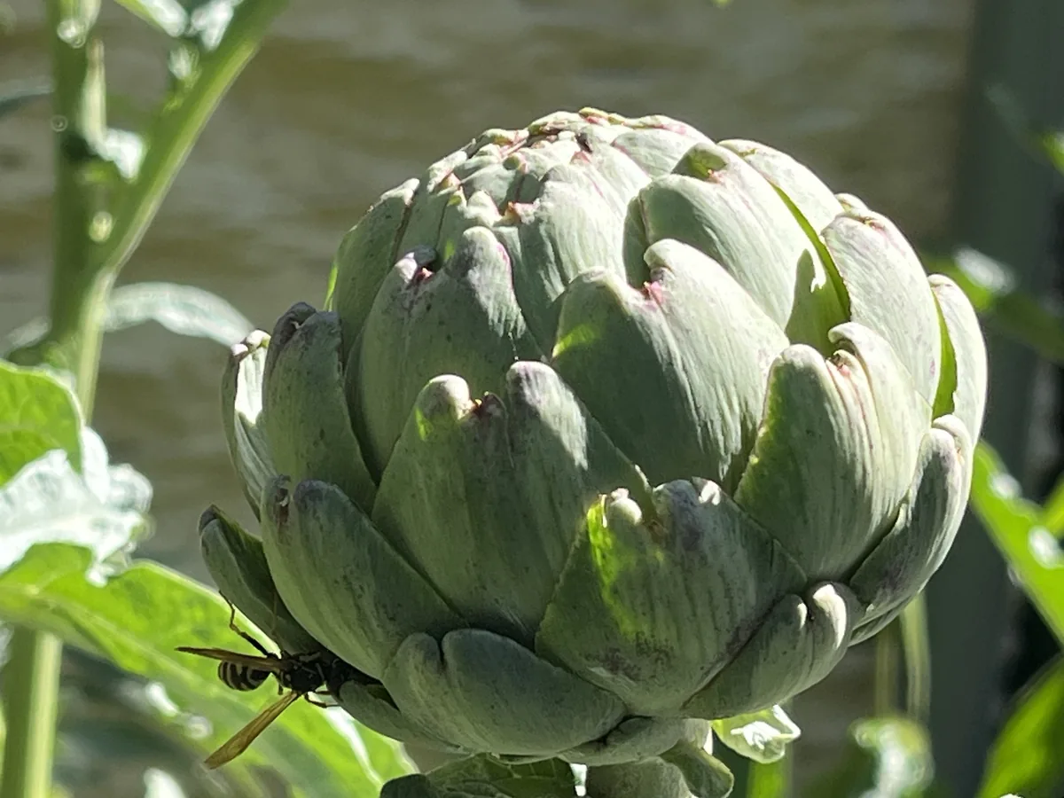 Photo: 謝麗霦, via iNaturalist · CC BY · via GBIF Artichoke, photograph