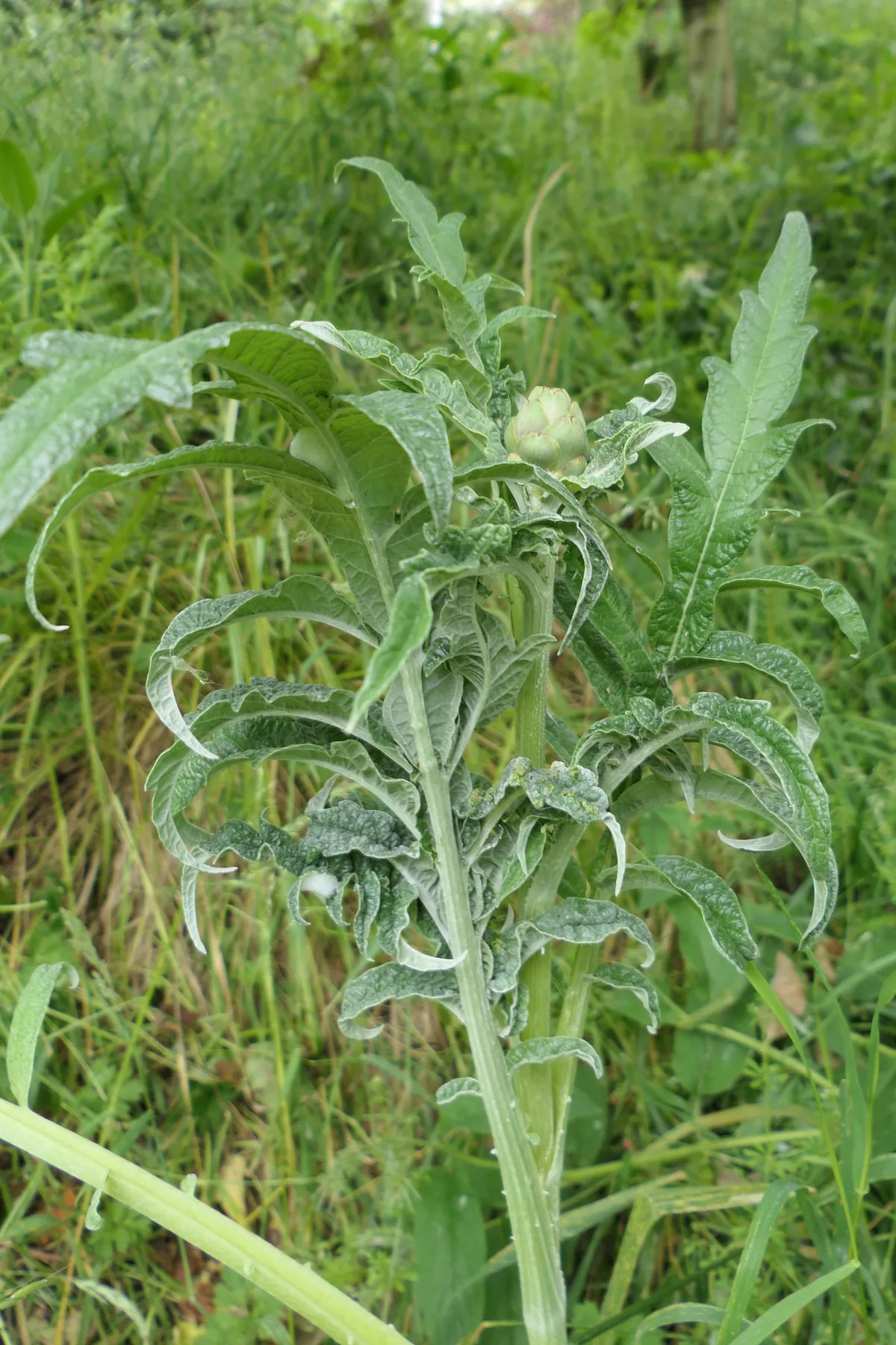 Globe Artichoke (Cynara scolymus), photograph