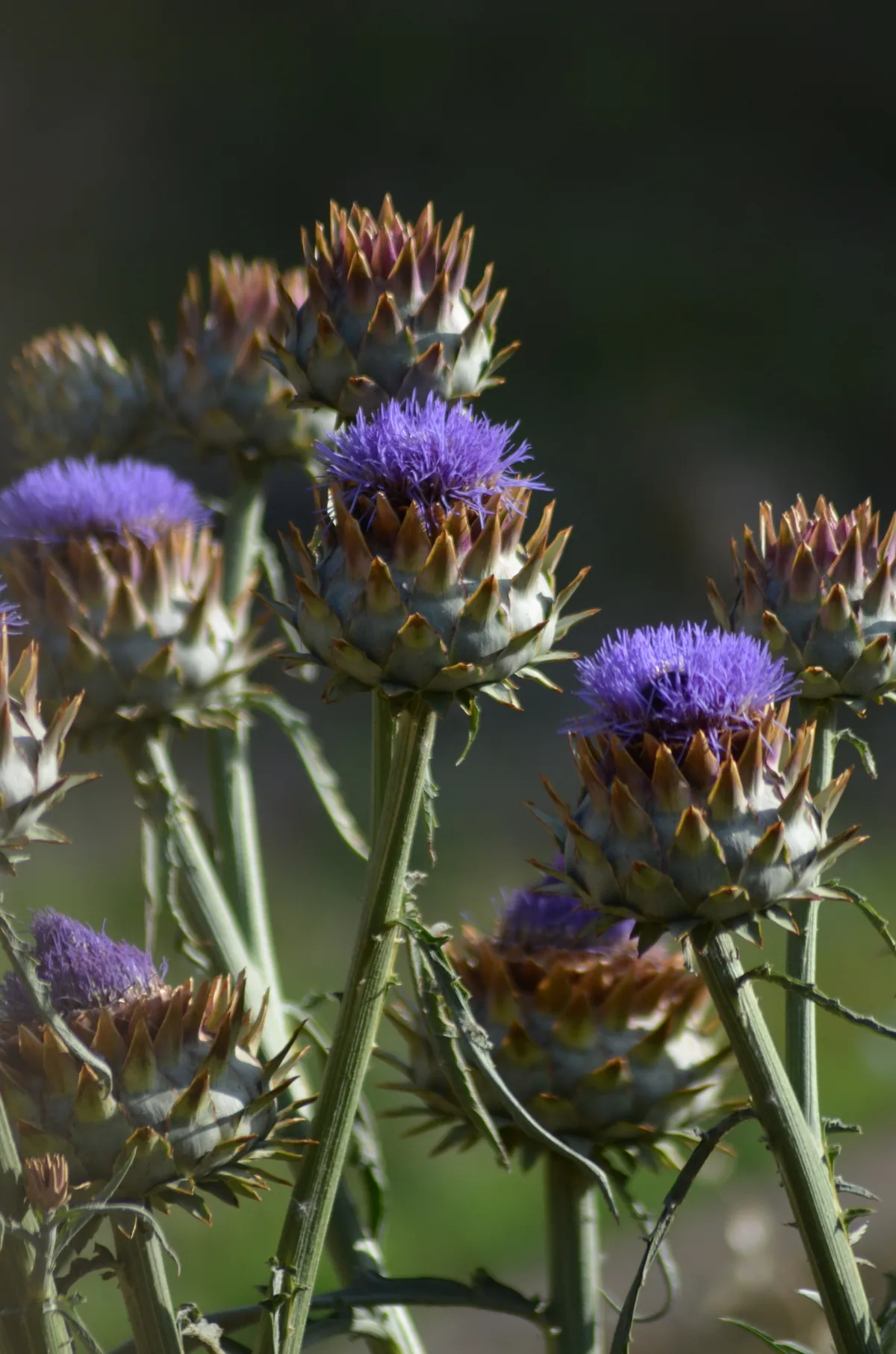 Photo: Nico Hernandez, via iNaturalist · CC BY · via GBIF Globe Artichoke (Cynara scolymus), photograph